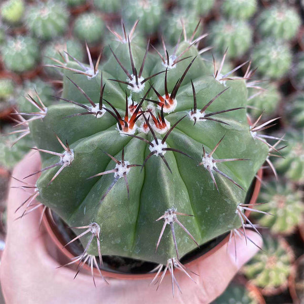 Melocactus caesius, 4cm