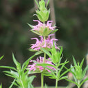 Lemon Mint Seeds, 100 Seeds