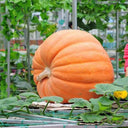 Giant Pumpkin Seeds, 5 Seeds