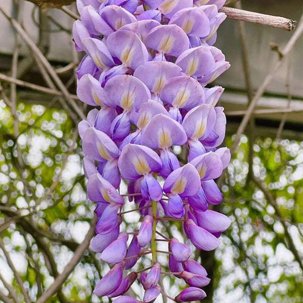 Chinese wisteria (Wisteria sinensis) Seeds, 50 Seeds