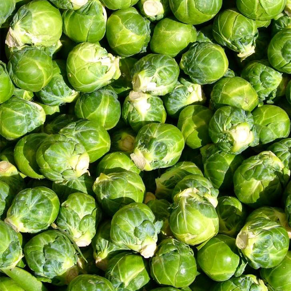 Brussels Sprouts Seeds, 50 Seeds