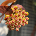 Hoya walliniana 'Dark Leaf Splash', 5 Cuttings