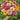 W1354 Peppermint Stick Zinnia Mix, 100 Seeds