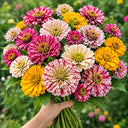W1354 Peppermint Stick Zinnia Mix, 100 Seeds