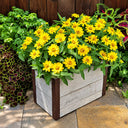 W1344 Zahara Yellow Zinnia, 100 Seeds
