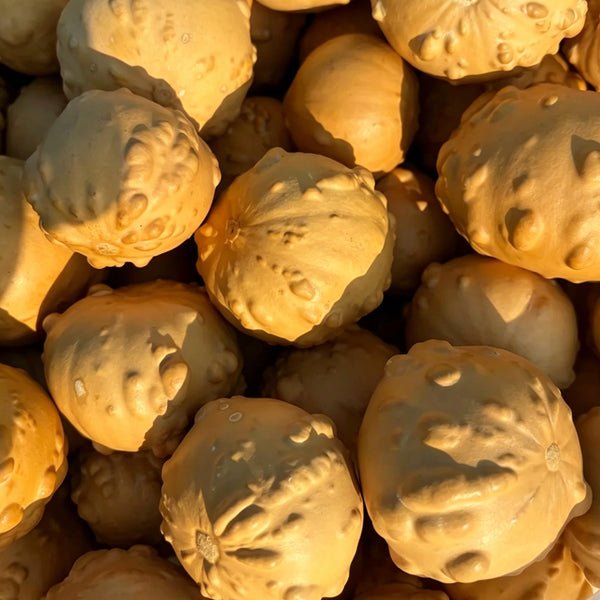 Extra-large Bumpy Gourd, 10 Seeds