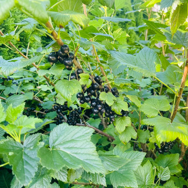 Black Currant, 10 Seeds