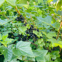 Black Currant, 10 Seeds
