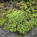 Twisted Moss Seeds, 500 Seeds