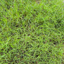 Bermudagrass, 50 Grams Hulled Coated Seeds