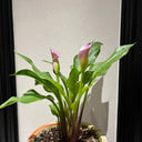'Dreamland' Calla Lily, 18/20cm Circumference, 1 Bulb