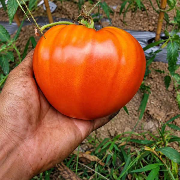 193 Momini Salzi (Maiden's Tears) Tomato, 5 Seeds