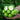 Eight-ridged Cucumber Seeds
