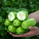 Eight-ridged Cucumber Seeds