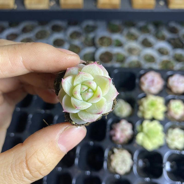 Echeveria 'Blue Light', 3pcs x 1-head