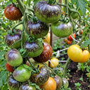 379 Night Saransk Starry F5 Tomato, 5 Seeds