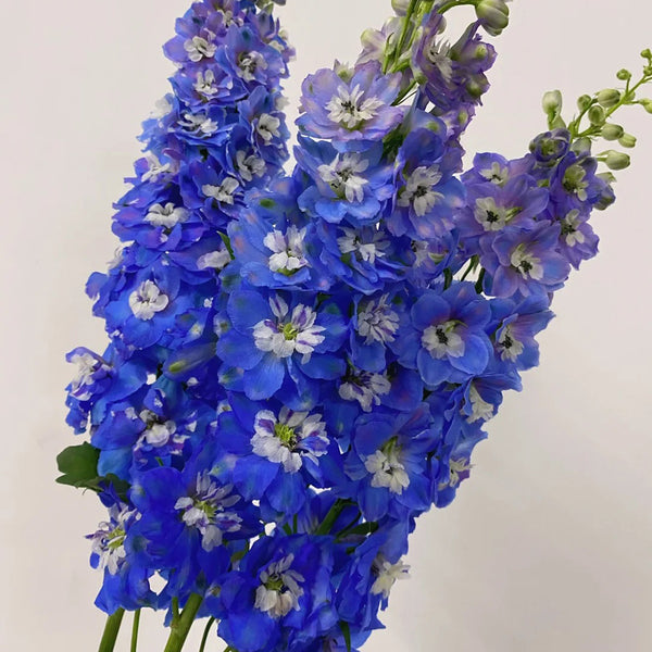 Blue Grandiflora Delphinium, 200 Seeds
