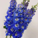 Blue Grandiflora Delphinium, 200 Seeds