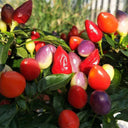 Ornamental Pepper Seeds, 100 Seeds