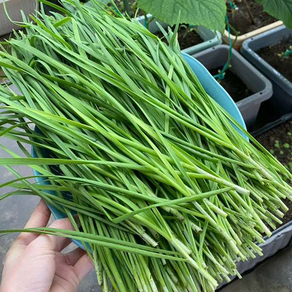 Fine-Leaf Snow Leek Seeds, 10g