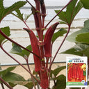 Fruit Red Okra Seeds, 10g