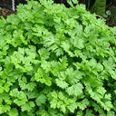 Italian Chervil, 50 Seeds