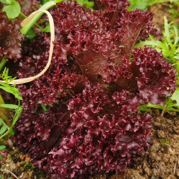 'Jinghong-1' Loose-leaf Lettuce Seeds, 1g
