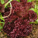 'Jinghong-1' Loose-leaf Lettuce Seeds, 1g