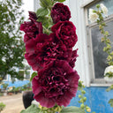 Chater's Double Maroon Hollyhock, 5 Seeds
