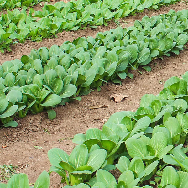 Shanghai Bok Choy Seeds, 10g