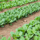 Shanghai Bok Choy Seeds, 10g