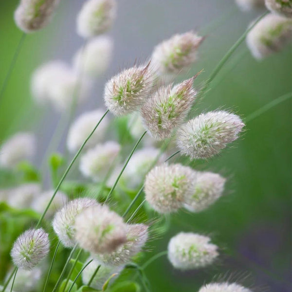 Hezhichun Bunny Tail Grass, 30 Seeds