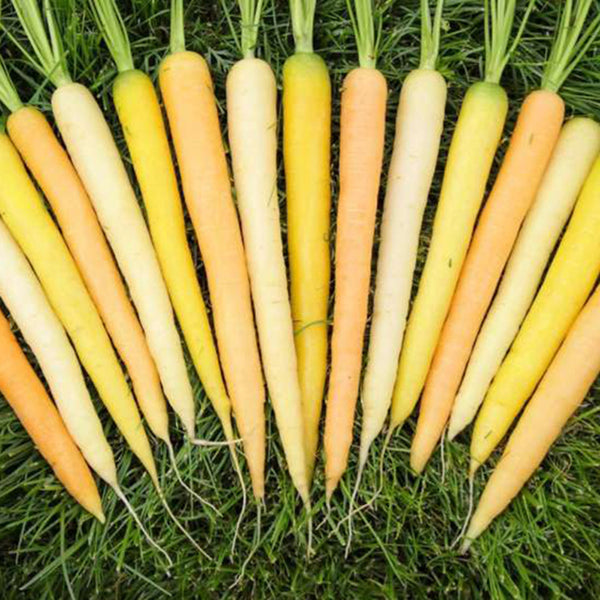 Rainbow Carrot Seeds, 0.5g
