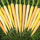 Rainbow Carrot Seeds, 0.5g