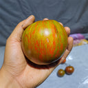 306 Aftertaste F3 Experimental Tomato, 5 Seeds