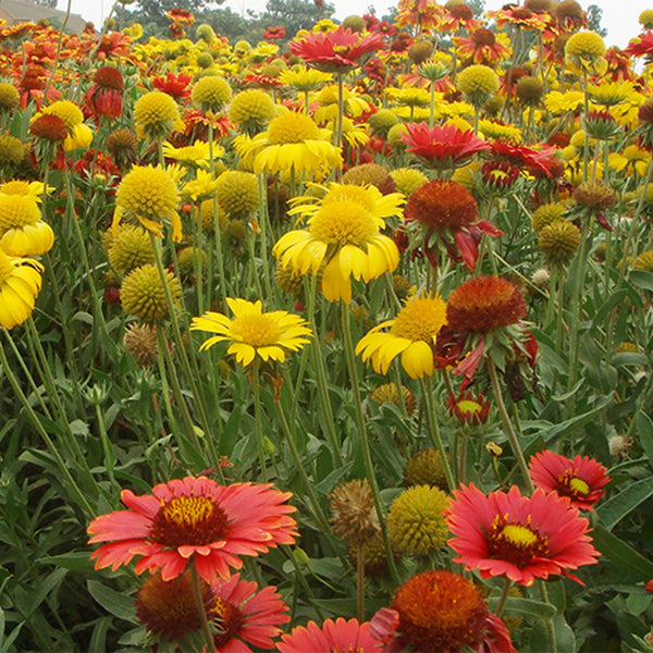 Perennial Gaillardia, 500 Seeds