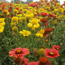 Perennial Gaillardia, 500 Seeds
