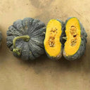 Thai 'Gold Coin' Pumpkin Seeds, 10 Seeds
