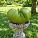 367 Absinthe Tomato, 5 Seeds