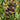 Brads Atomic Grape Heirloom Tomato, 20 Seeds