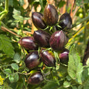 Brads Atomic Grape Heirloom Tomato, 20 Seeds