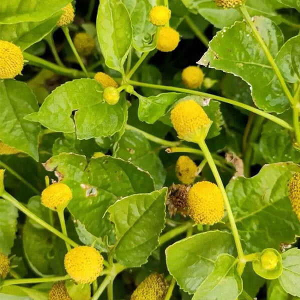 Toothache Plant Seeds, 100 Seeds