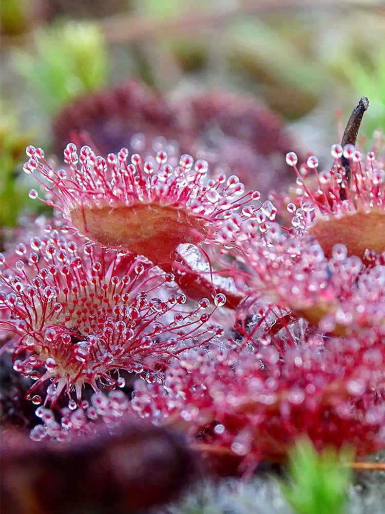 Fresh Drosera Seeds, Mixed