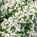 Feverfew 'Snowball', 200 Seeds
