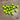 330 Emerald Stream Tomato, 5 Seeds