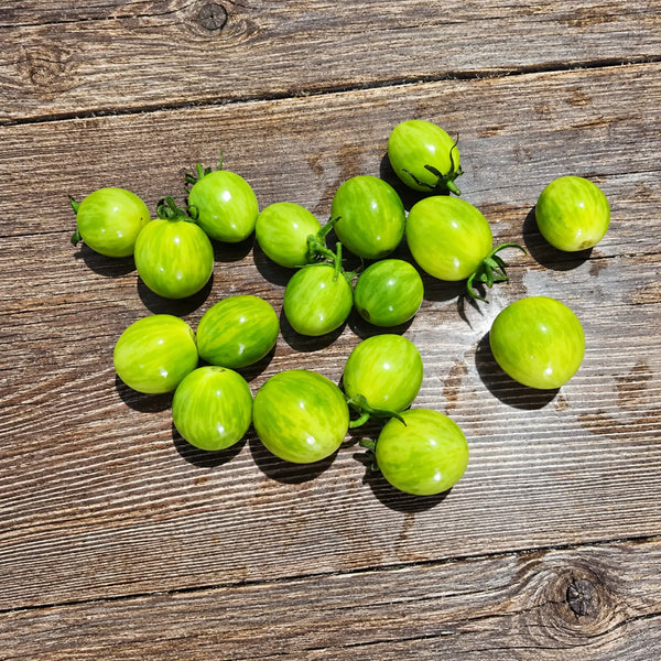 330 Emerald Stream Tomato, 5 Seeds