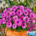 Purplel African Daisy, 50 Seeds