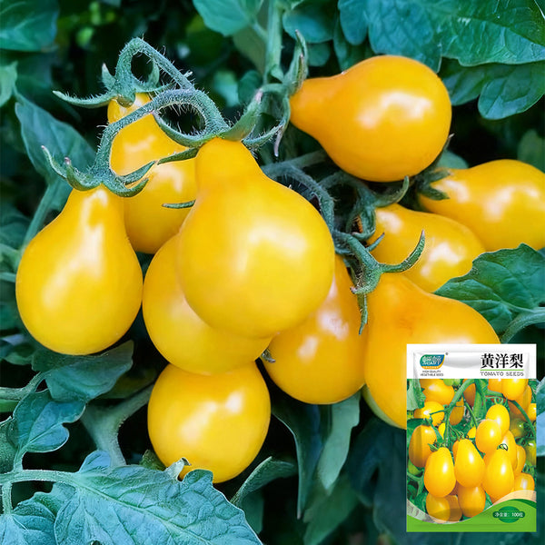 Yellow Pear Tomato Seeds, 100 Seeds