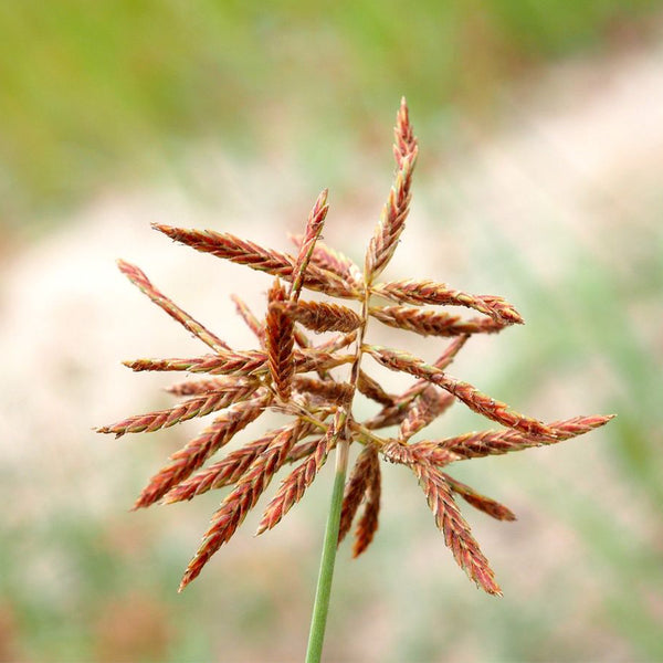 Nutgrass Seeds, 1g