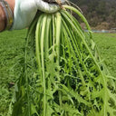 Small-leaved Potherb Mustard Seeds, 10g